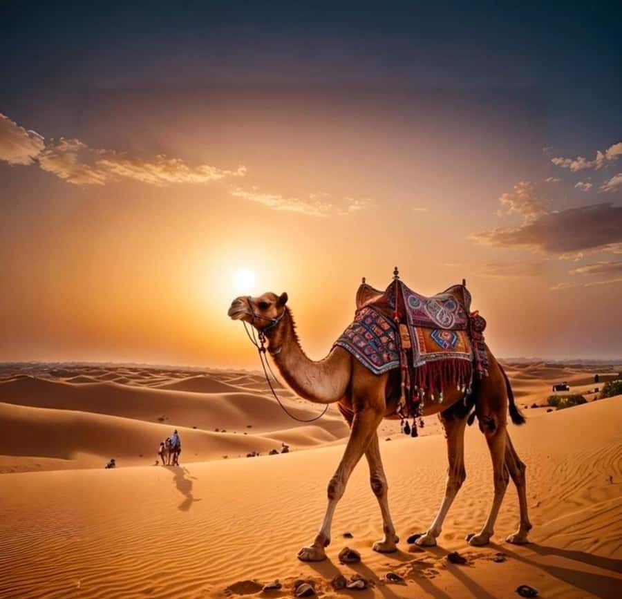 Doha: Nighttime Desert Safari with Dune Bashing & Camel Ride - The 45-minute ride out from Doha
