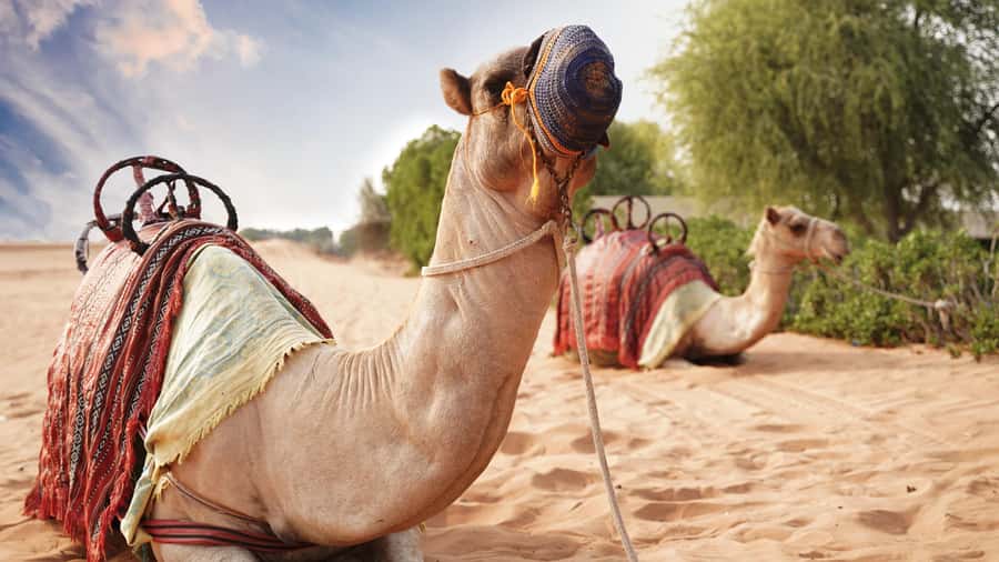 Dubai Desert Adventure: Red Dunes Guided Quad/Polaris & BBQ - Who will enjoy this desert day?
