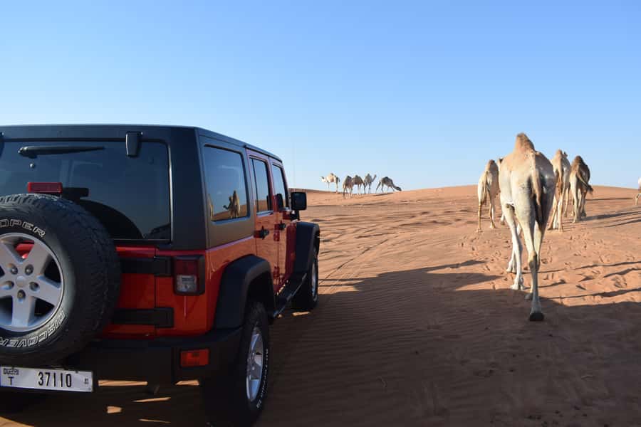 Dubai: Desert Safari, Quad Bike, Camel Ride and Sandboarding - Sandboarding turns the dunes into a short adventure