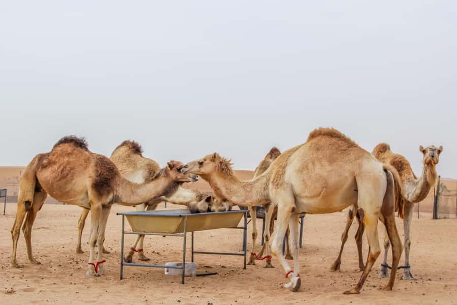 Dubai Desert Safari, Quad Biking, Camel Ride, & Sandboarding - Who should book this safari?