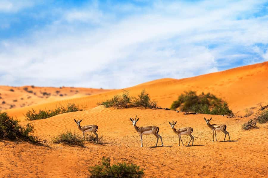 Dubai: Hot Air Balloon with Camel, ATV, & Horse Ride Options - Timing, clothing, and what to leave behind