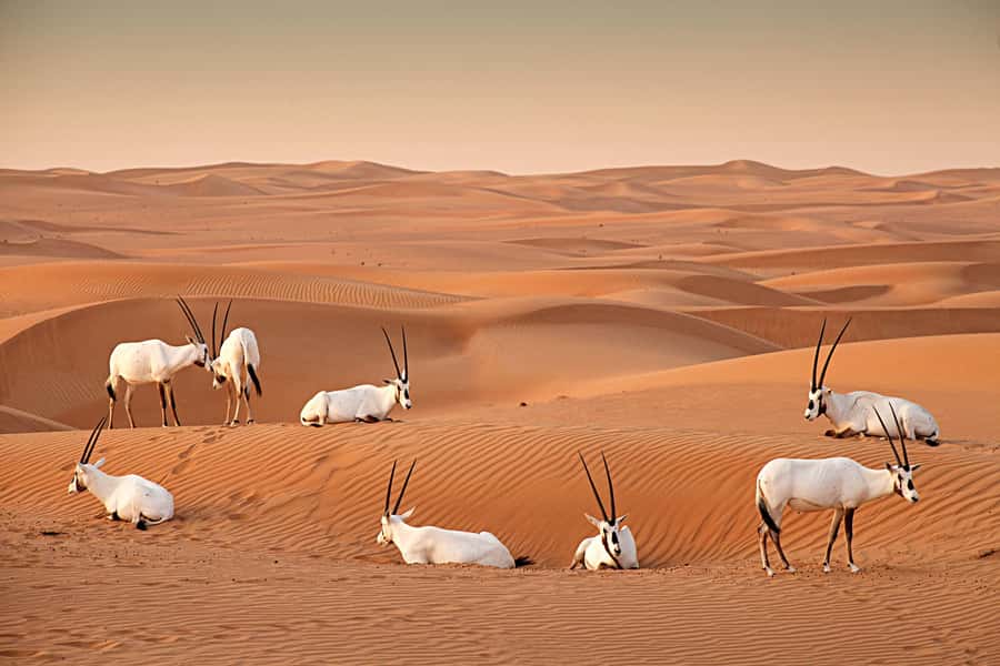 Dubai: Hot Air Balloon with Camel, ATV, & Horse Ride Options - Should you book this Dubai balloon experience?