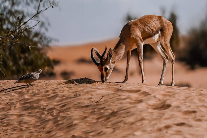 Dubai Red Dunes Safari: Dune Bashing, Camel Ride & Breakfast - Breakfast in the desert slows the morning down