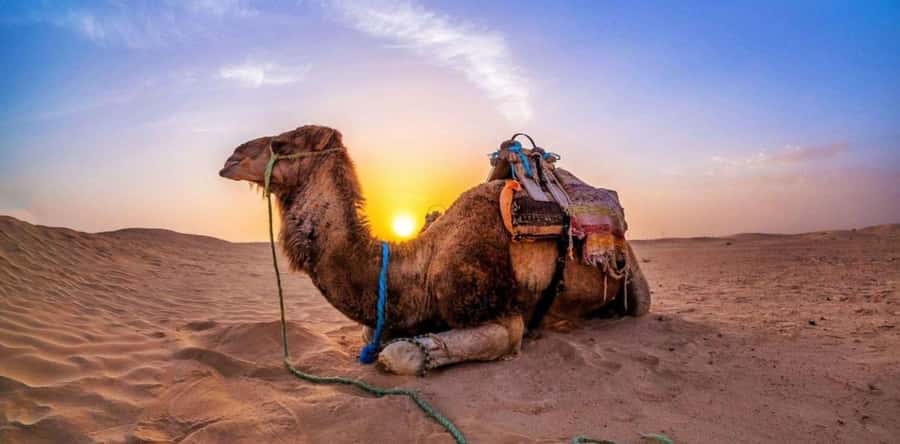 Dune Bashing &Beyond The Ultimate Desert Safari From Doha - Sandboarding without a separate fee