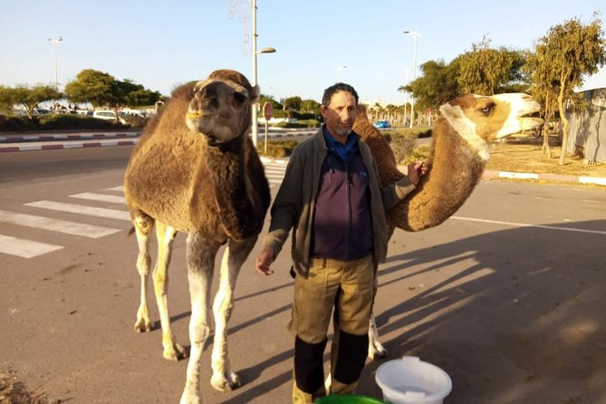 Essaouira Activities: Discover Essaouira by Quad - A three-hour route with changing scenery