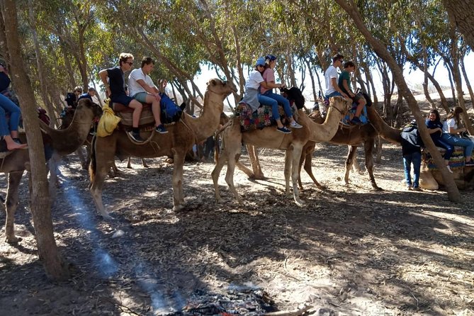 Essaouira Activities: Discover Essaouira by Quad - The best time to go