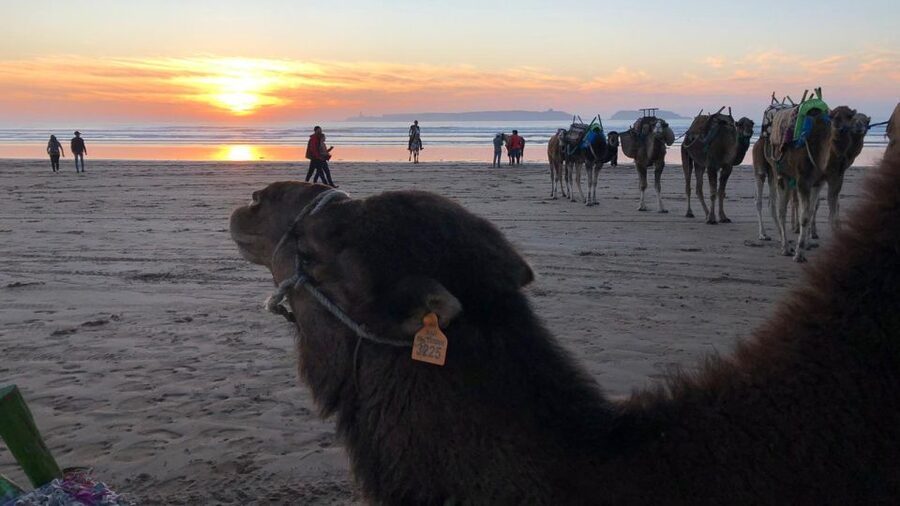 Essaouira P12 : 1h Quad bike tour and 1h dromedary Ride - From hotel pickup to the Essaouira coast