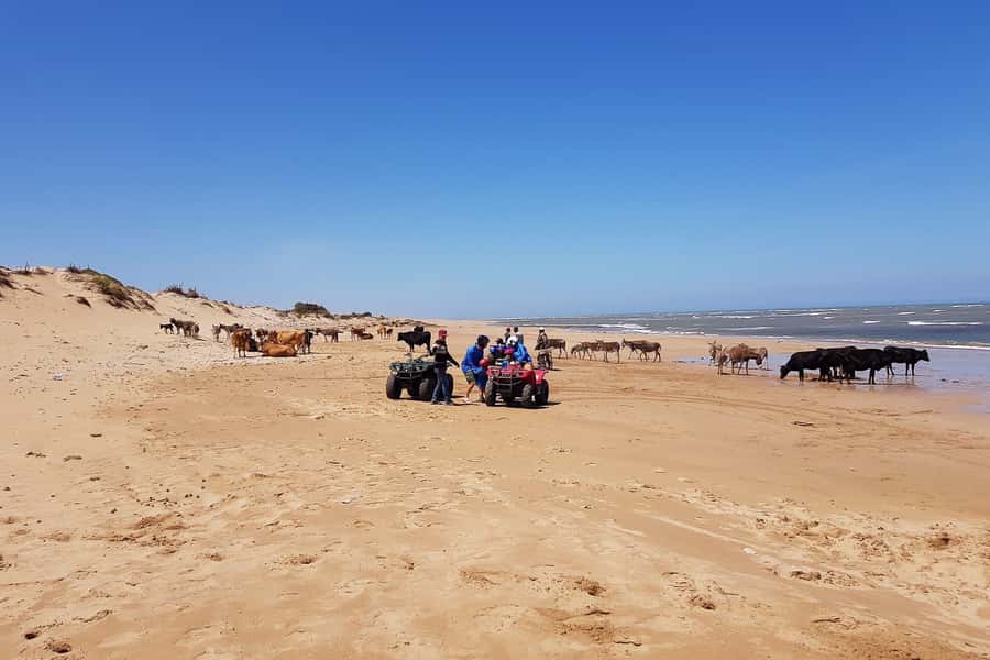 Essaouira P3: Quad tour forest beach dunes (free transfer) - What the $37 price really includes