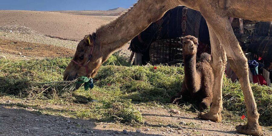 Evening Marrakech: Agafay Desert Quad , Camel & Dinner Shows - Music, dancing, and the fire show
