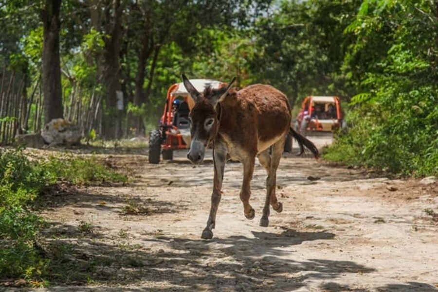 Flintstones Buggy, Cave and Adventure in Bavaro - A buggy ride that gets you beyond Bavaro’s resorts