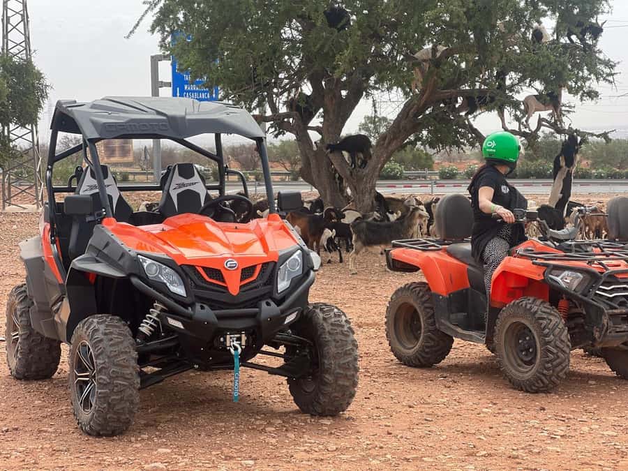 From Agadir/Taghazout: Buggy Safari Adventure & Moroccan Tea - Booking tips that prevent surprises
