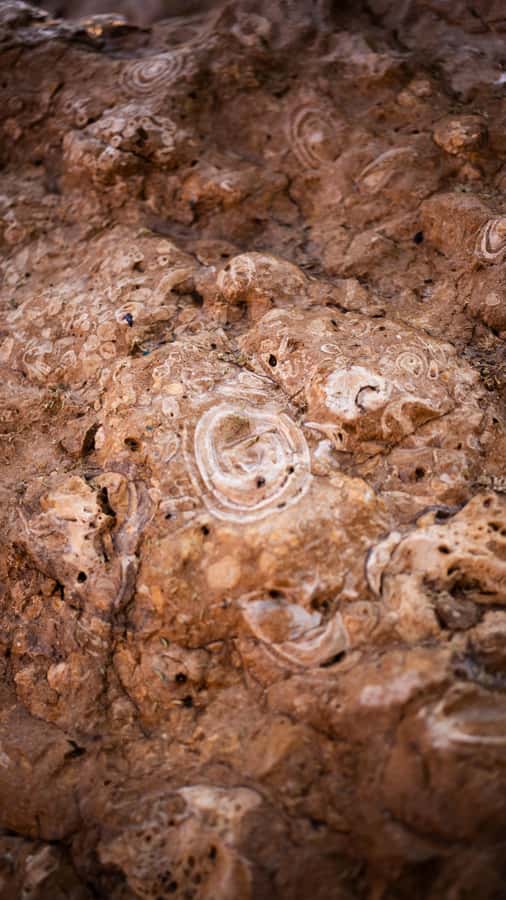 From Dubai: Zerzura Dune Buggy Experience & Fossil Discovery - How the price measures up