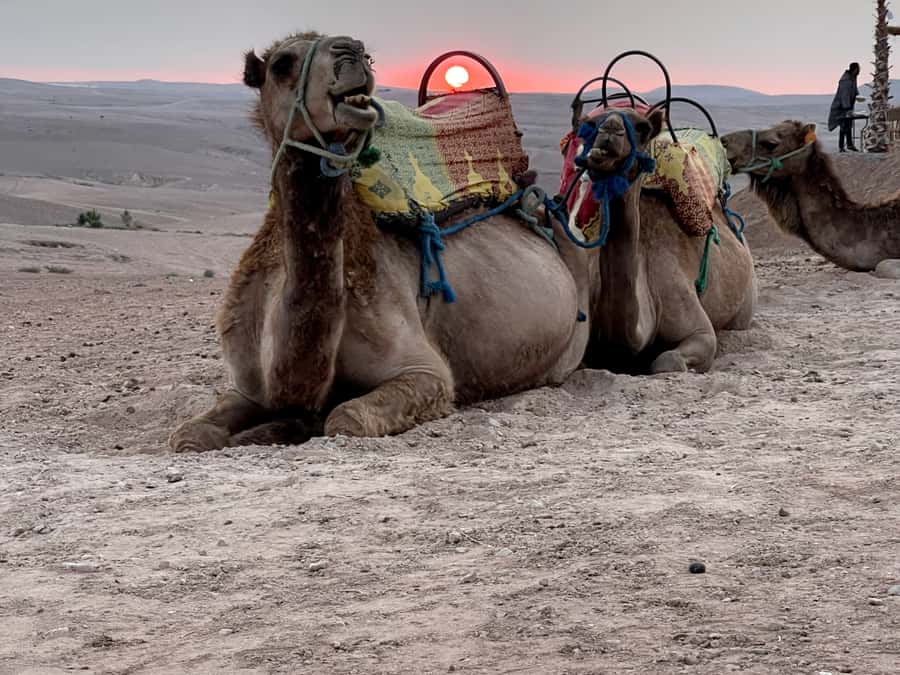 From Marrakech: Agafay Desert Sunset, Quad Biking, & Dinner - Poolside downtime before the evening show