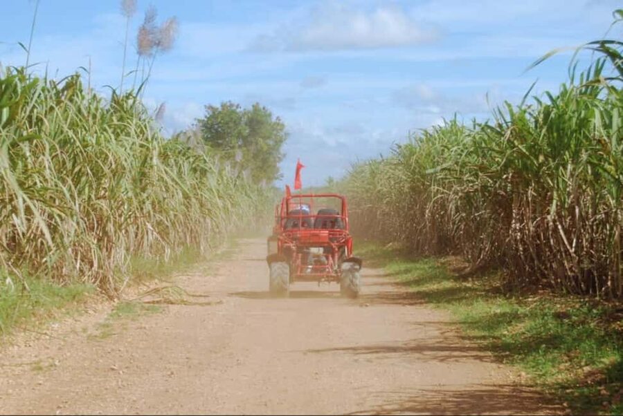From Punta Cana or La Romana: Sugarcane Fields Buggy or Quad - Through Sugarcane Fields and Country Roads