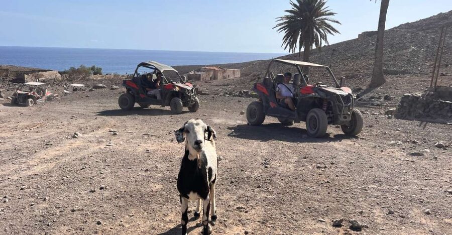 Fuerteventura : 2 hours Buggy Tour in Punta de Jandía - Meeting Fuerteventura’s goats