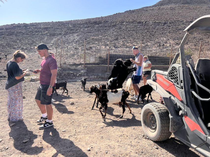 Fuerteventura : 2 hours Buggy Tour in Punta de Jandía - Playa de los Ojos and the route’s limits