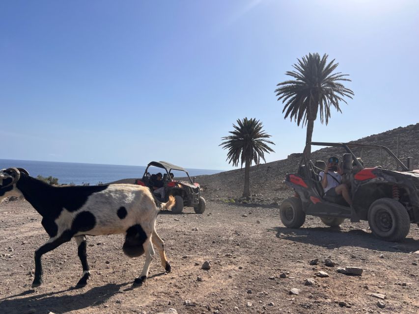 Fuerteventura : 2 hours Buggy Tour in Punta de Jandía - Price, pickup, and what the package includes