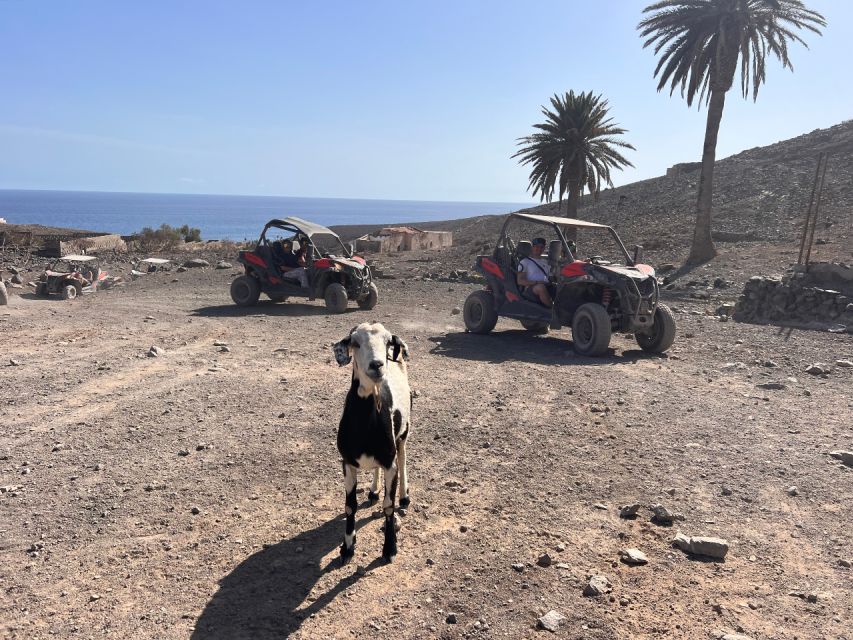 Fuerteventura : 2 hours Buggy Tour in Punta de Jandía - What the driving is really like