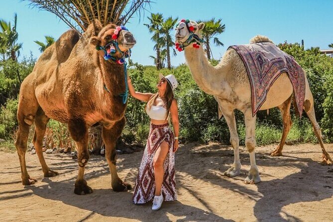 Fun Camel Ride and UTV COMBO with Tequila Tasting! - Two Cabo rides in one three-hour outing