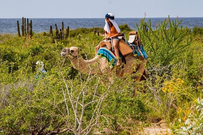 Fun Camel Ride and UTV COMBO with Tequila Tasting! - Transportation is convenient, but leave spare time