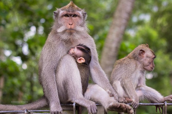 Gorilla Cave ATV Bali Ubud, Monkey Forest, Temple, and Lunch - Who will enjoy this most