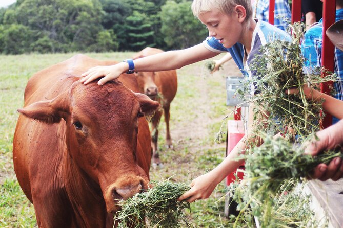 Horse and Quad bike tour with a visit to a Petting Zoo - Safety, instruction, and the experience for first-timers