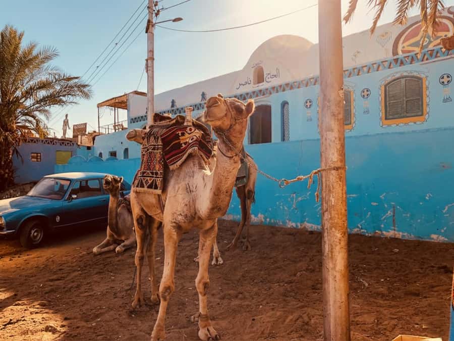 Hurghada: Morning Quad Bike Tour, Camel Ride and Transfer - The camel ride: charming, but mainly a photo stop