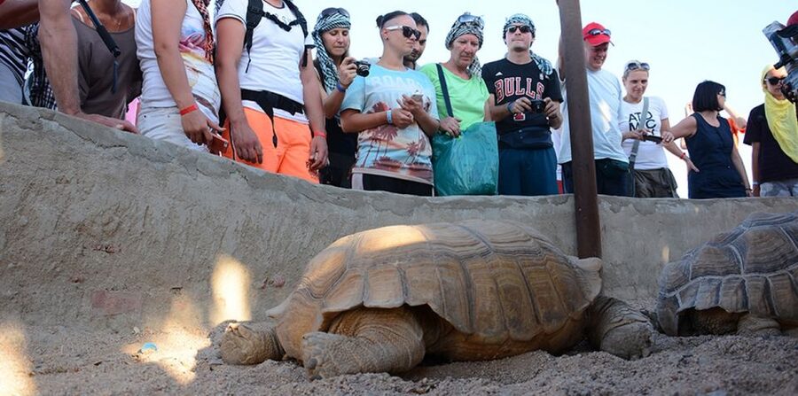 Hurghada: Quad Bike, Camel, Show, Dinner, & Stargazing Trip - What the $16 price really gives you