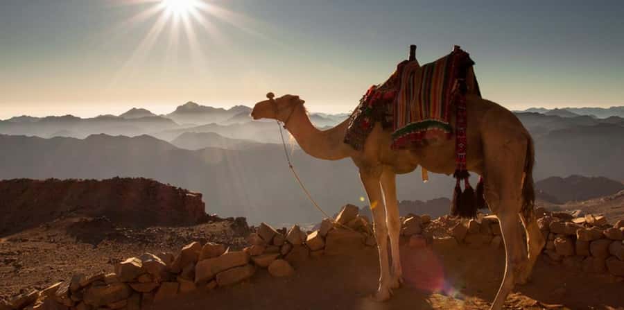 Hurghada: Quad Bike, Sea, Camel, Safari, Stargazing & Dinner - Bedouin camp, dinner, and the evening show