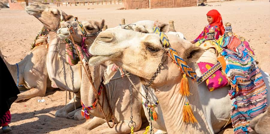 Hurghada: Safari Jeep, Buggy, Camel, Quad, Bedouin Dinner - Practical advice for a better day
