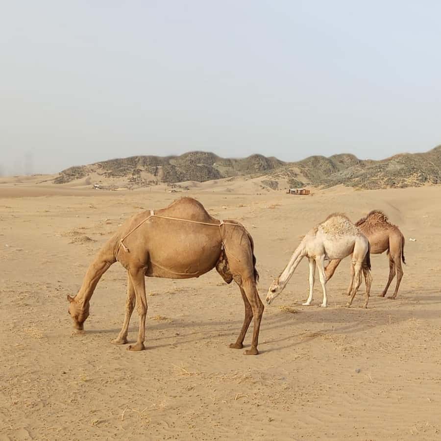 Jeddah Desert Safari: Quad Biking, Camel Farm & Sunset Views - Photos, Tea, and a Short Desert Pause