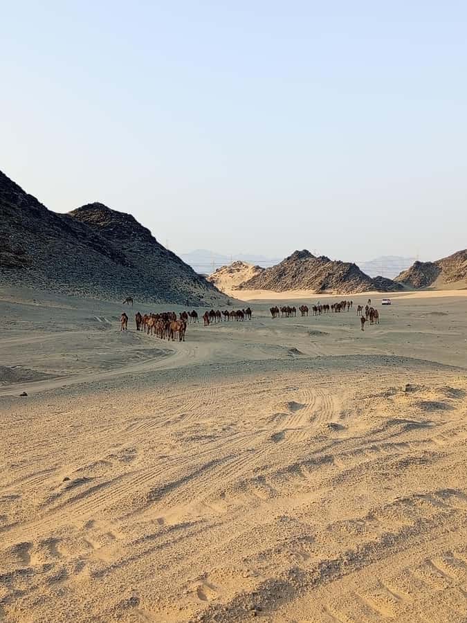 Jeddah Desert Safari: Quad Biking, Camel Farm & Sunset Views - Who Will Enjoy This Jeddah Safari?