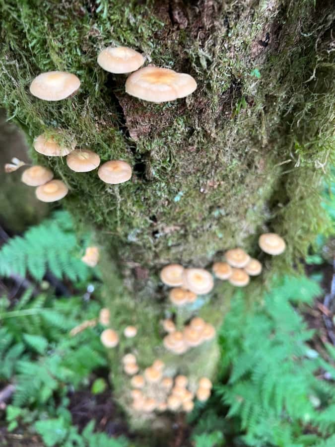 Ketchikan: Tongass Forest Alaska Bigfoot ATV Ride and Hike - My call: book it for the forest, not the ATV