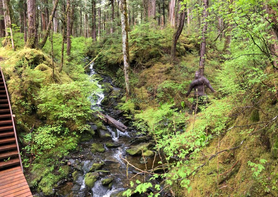 Ketchikan: Tongass Forest Alaska Bigfoot ATV Ride and Hike - A rain forest walk built for close observation