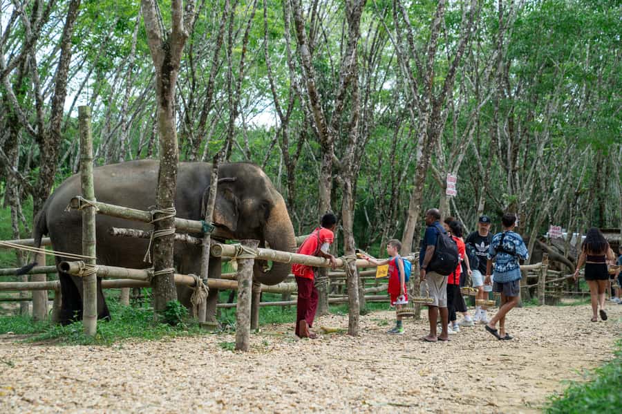 Khao Lak Multi-Adventure: Bamboo Rafting, ATV & Elephants - Meeting the elephants at their sanctuary