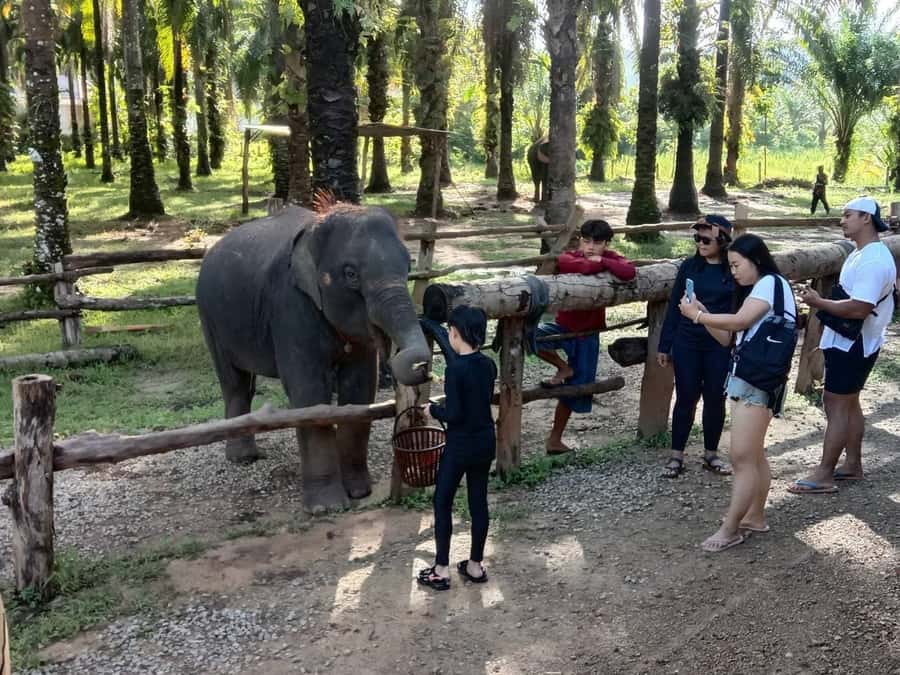 Krabi Elephant bathing and Atv adventure (30min/30min) - Walking the 15-minute trail to the elephants