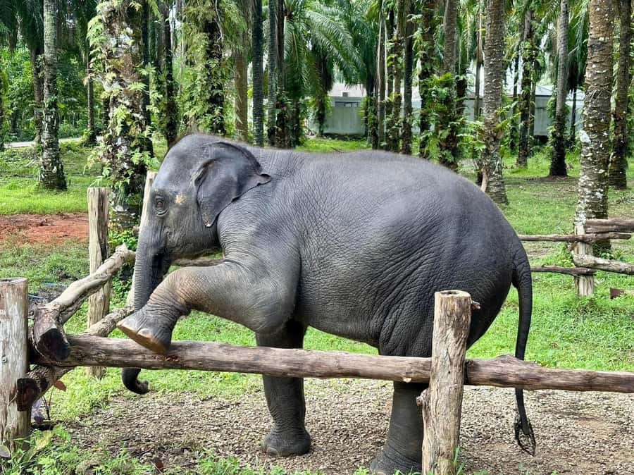 Krabi Elephant bathing and Atv adventure (30min/30min) - Weather, comfort, and what to bring