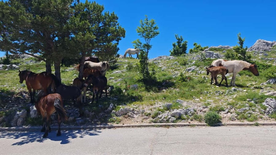 Makarska: Buggy Skywalk and Biokovo Tour - Reaching the Biokovo Skywalk at 1,228 meters