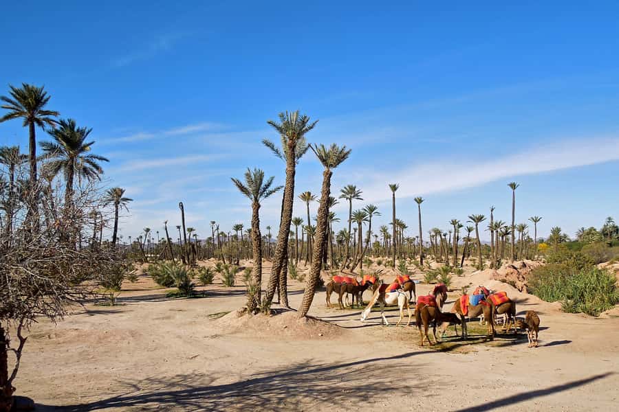 Marrakech: 2-Hour Quad Bike & Camel Ride in Palmeraie - One hour on the quad bikes
