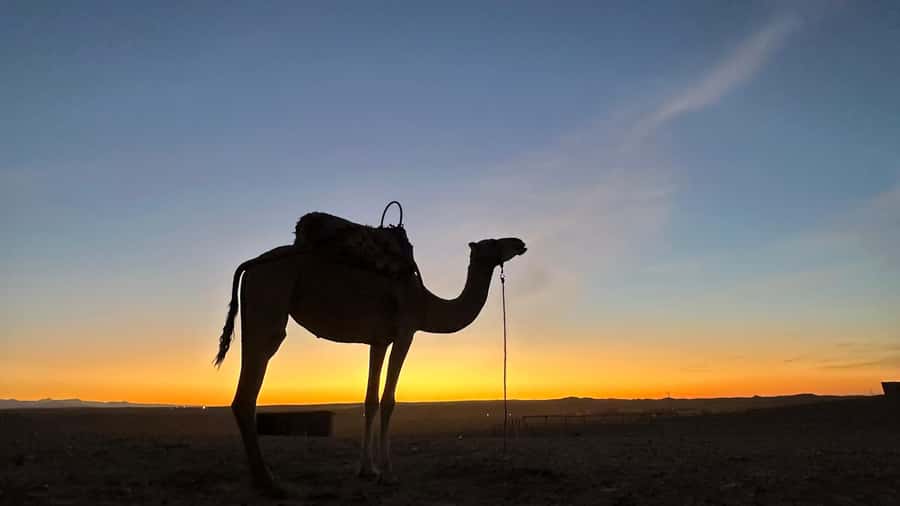 Marrakech: Agafay Desert: Camel ride Quad Bike, Dinner show - Pool time above the desert