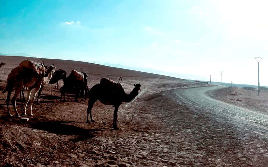 Marrakech: Agafay Desert Quad Bike Tour with Moroccan Tea - A Moroccan tea break in the middle of the desert