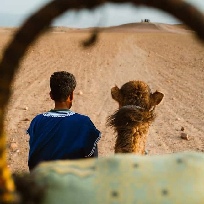 Marrakech: Agafay Desert Quad & Camel Rides Whit Dinner Show - Who should book this outing