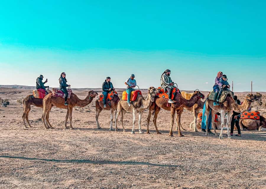 Marrakech: Agafay Dinner Show, Camel Ride, Quad, or Buggy - Who will enjoy this Agafay outing most
