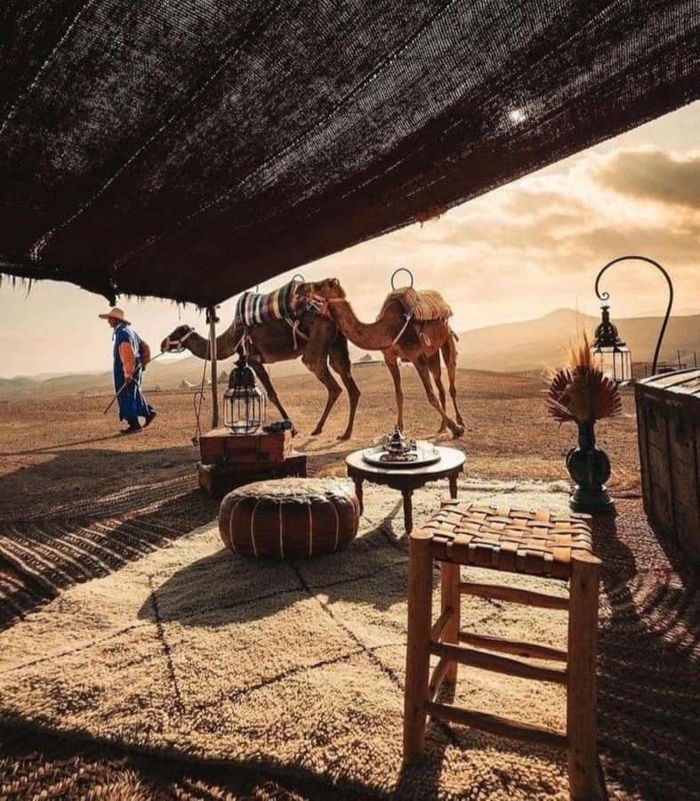 Marrakech: Camel & Quad Bike Tour with Sunset, Dinner & Show - Berber music and the live fire show