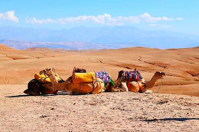 Marrakech Desert Quad and Camel ride, Lunch, and Poolside - A Berber village, home visit, and souk