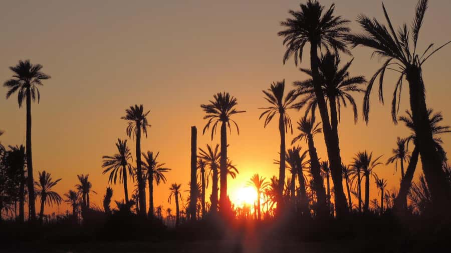 Marrakech: Dunes of the Palmeraie Quad Bike Ride with Tea - Safety, children, and comfort