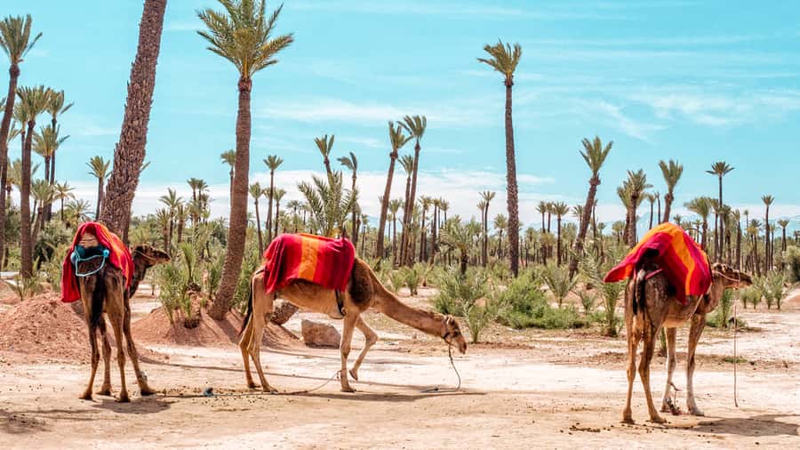 Marrakech: Half-Day Desert Quad Tour with Camel Ride - Key points to know before booking