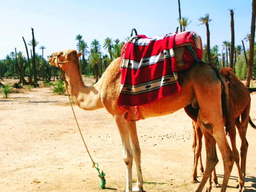 Marrakech: Half-day Dunes Trip With Buggy and Camel Ride - FAQ
