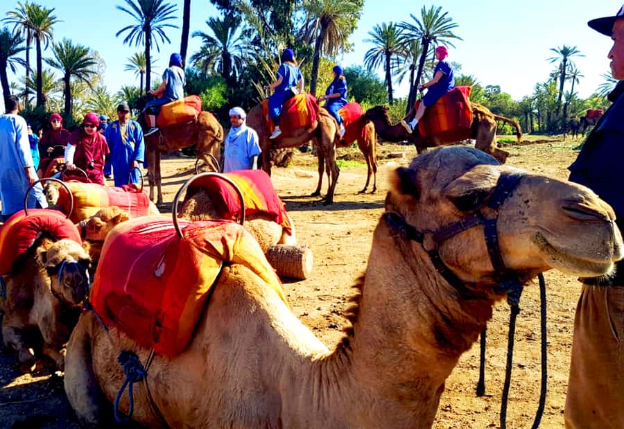 Marrakech: Half-Day Tour with Buggy Ride, Camel Ride and Spa - How the five hours fit together