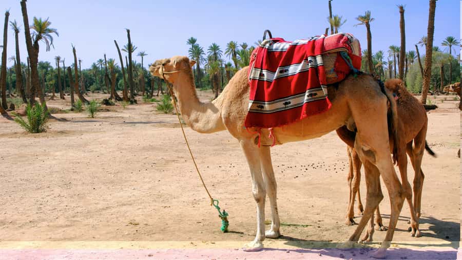 Marrakech Palmeraie: Camel Ride & Quad Bike Experience - Mint tea beside Berber homes